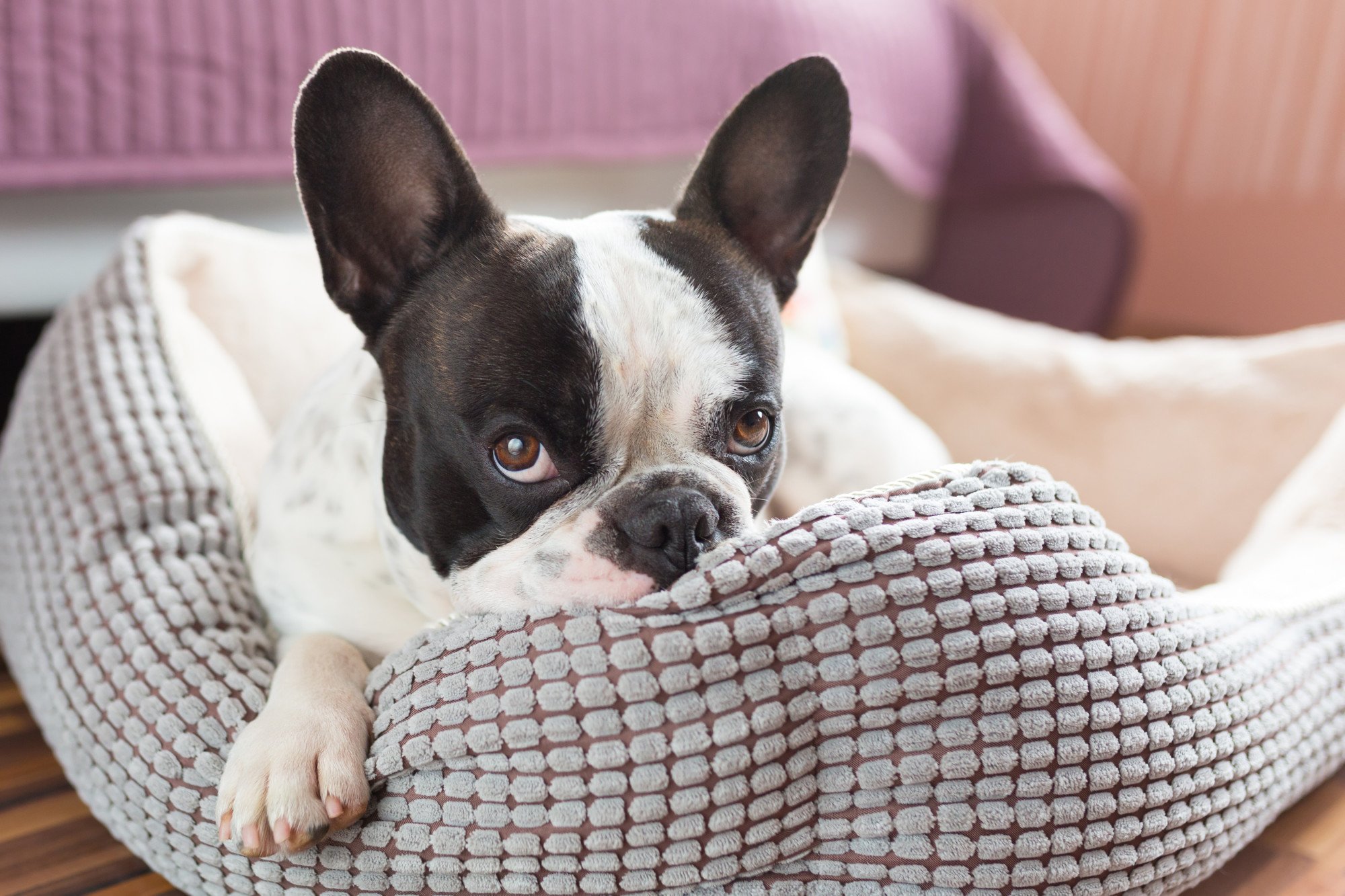 Pros and Cons of Allowing Pets in Your Rental Property